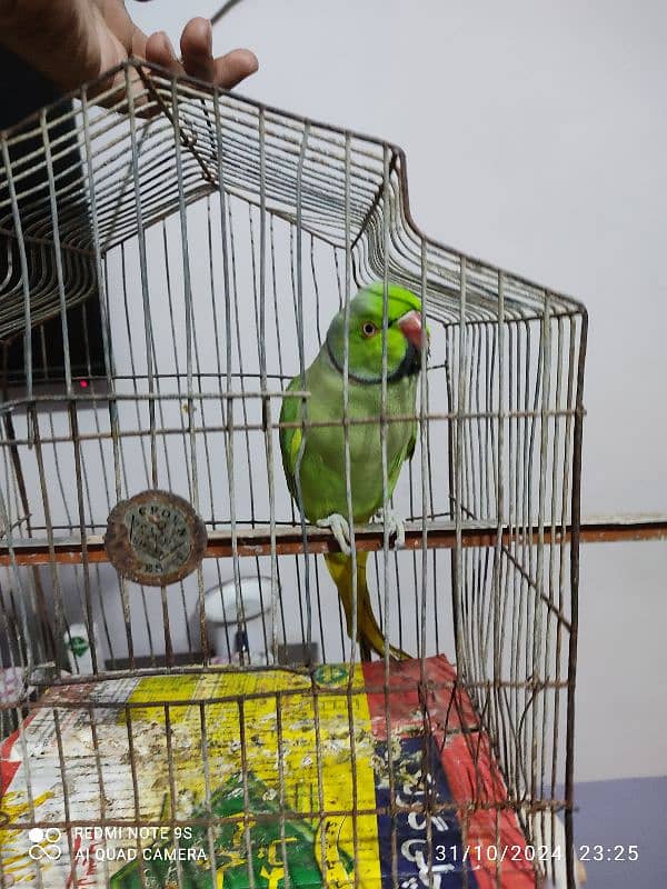 Parrot for Sell , talking Parrot and hand tampered. 3