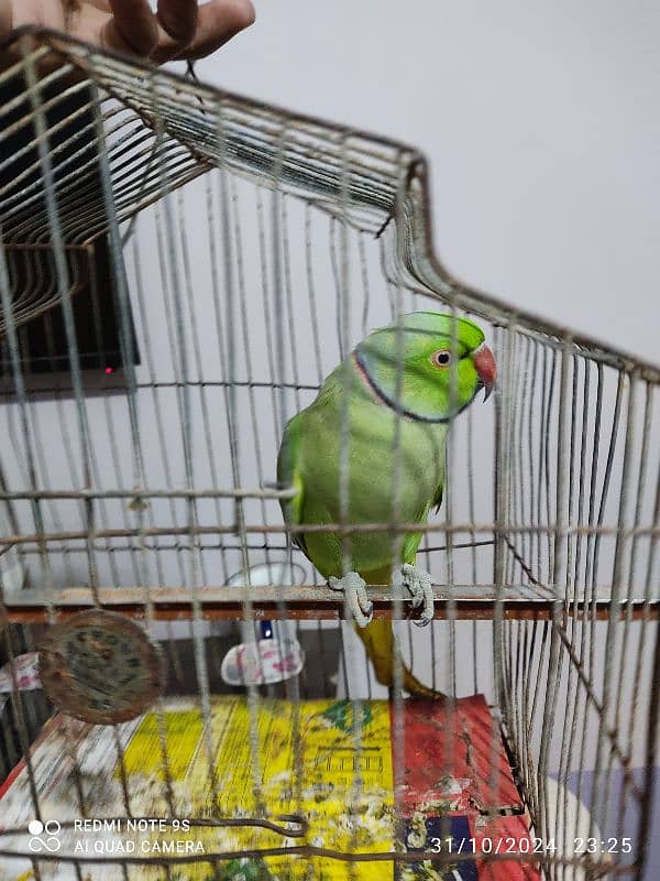 Parrot for Sell , talking Parrot and hand tampered. 4