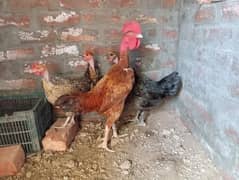 Healthy and active desi hens