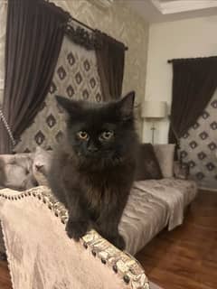 black Persian cat for sale