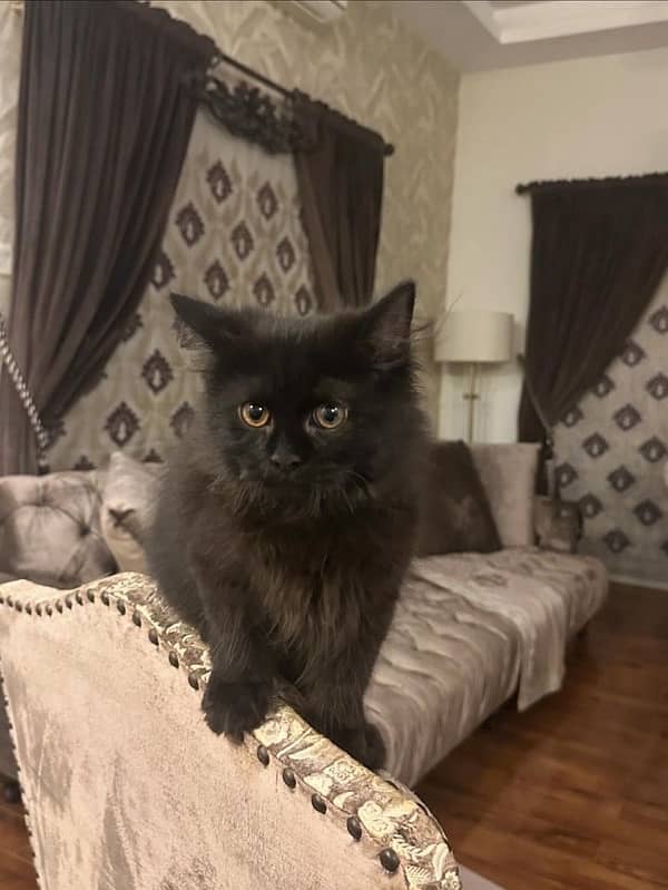 black Persian cat for sale 0