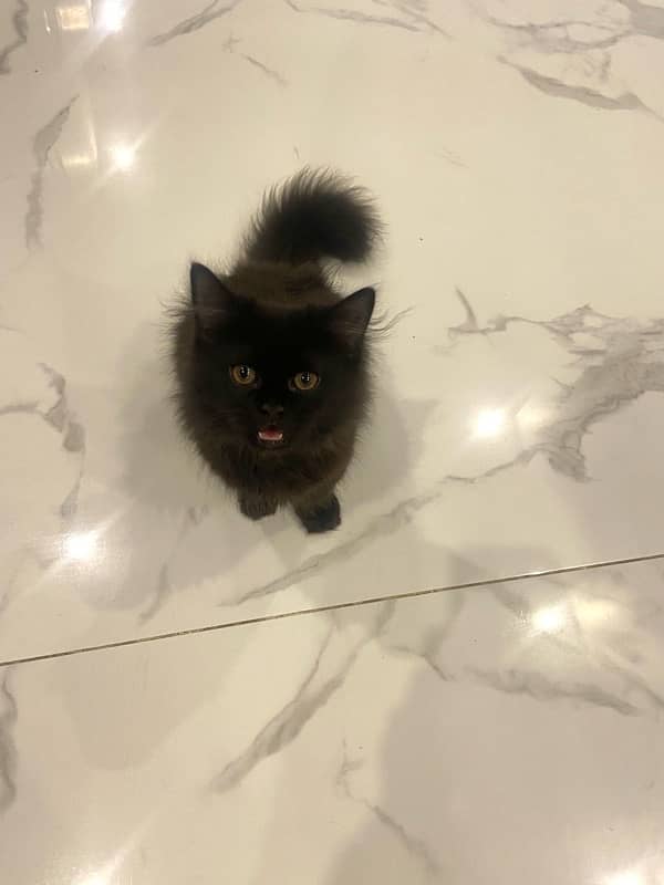 black Persian cat for sale 1