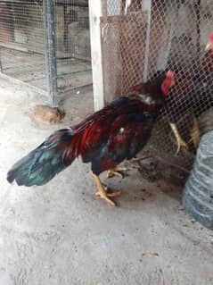 Aseel pair for sale 0