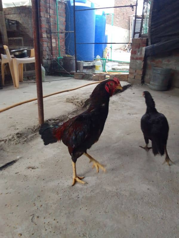 Aseel pair for sale 4