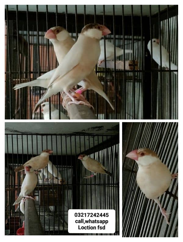 Java birds for sale jawa 03217242445 1