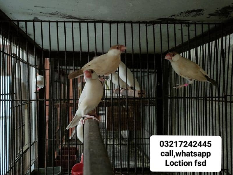 Java birds for sale jawa 03217242445 2