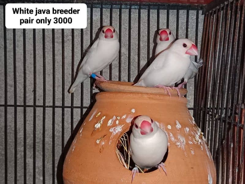 Java birds for sale jawa 03217242445 4