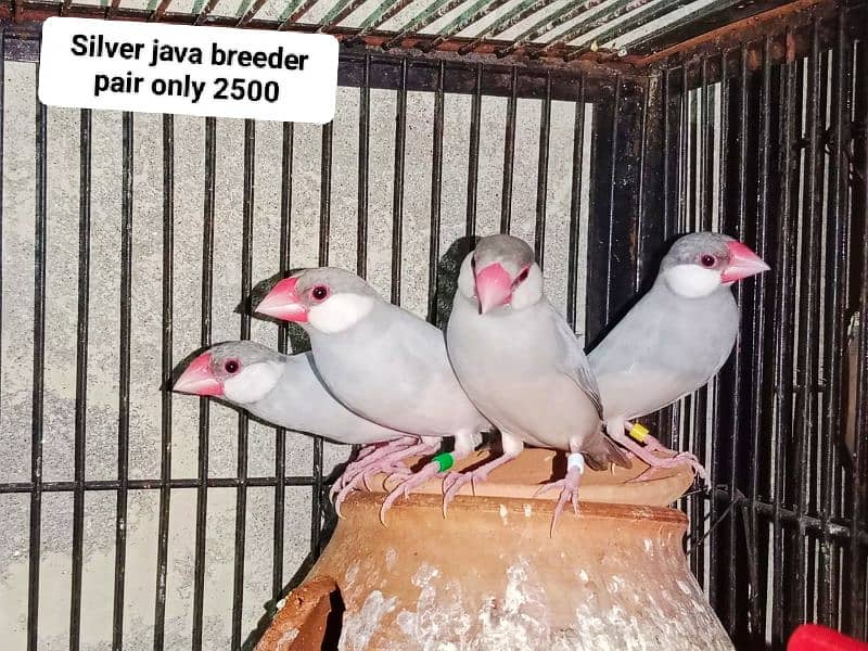 Java birds for sale jawa 03217242445 5