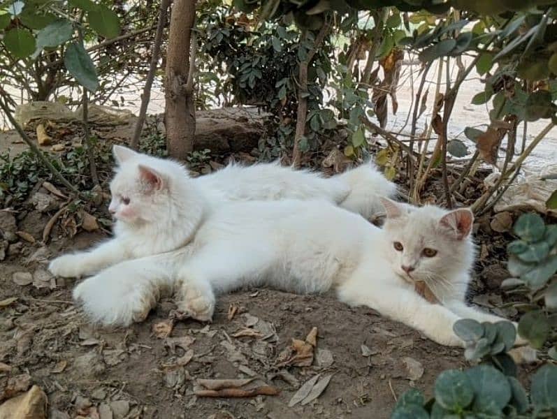 Persian kittens 1