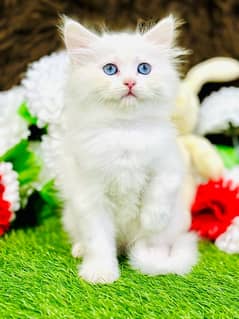 Persian Female Kitten available now