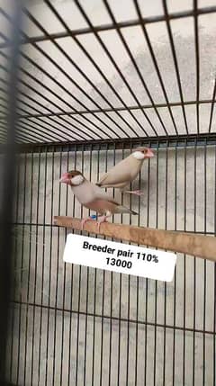 Java birds for sale jawa 03217242445