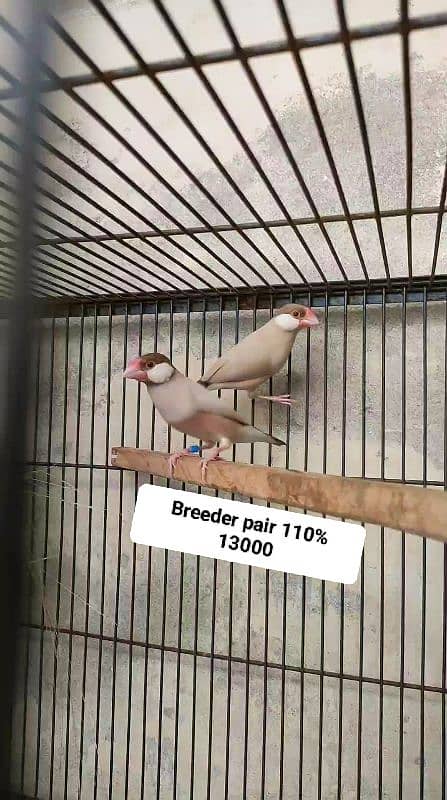 Java birds for sale jawa 03217242445 0