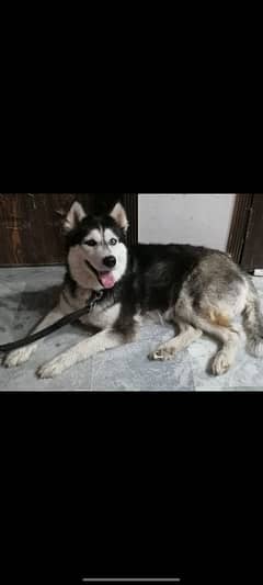 Female Siberian Husky for Sale