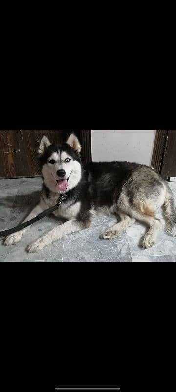 Female Siberian Husky for Sale 1