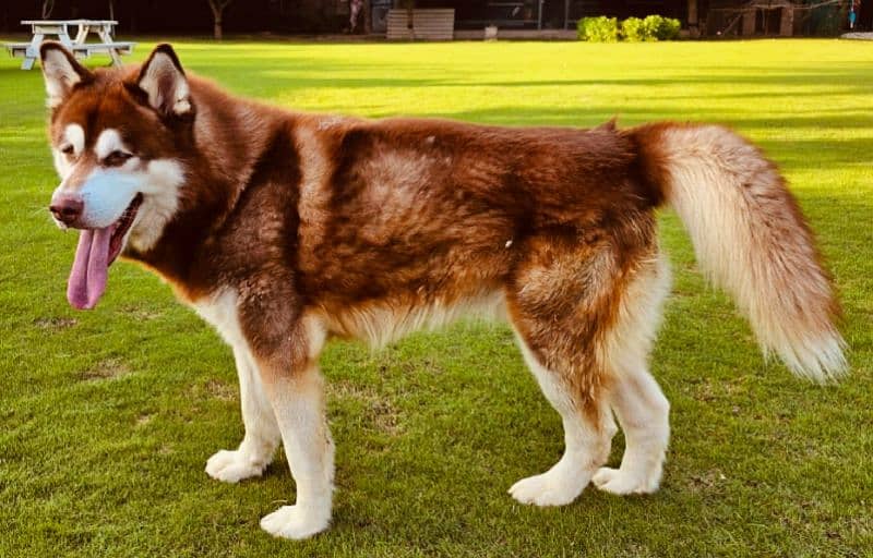 Husky stud Alaskan malamute Stud cross only 0