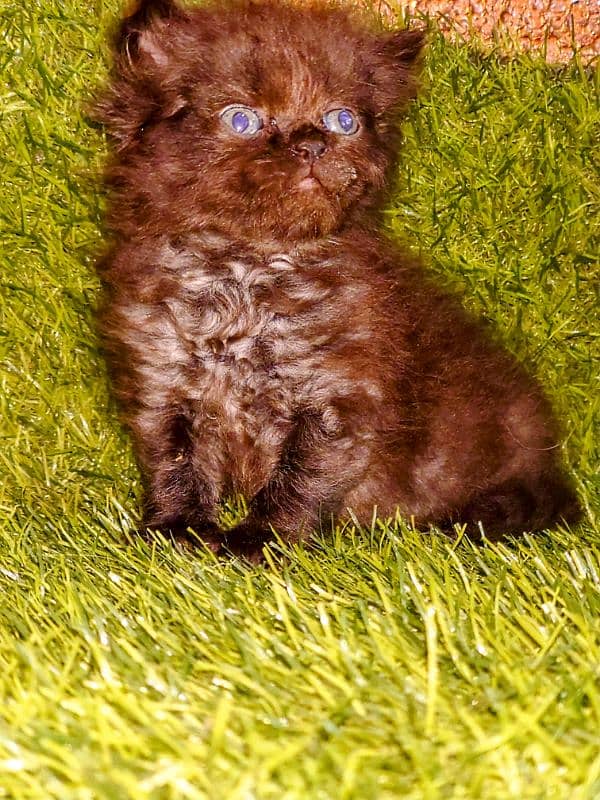 Persian male& female kittens avail triple coat 4