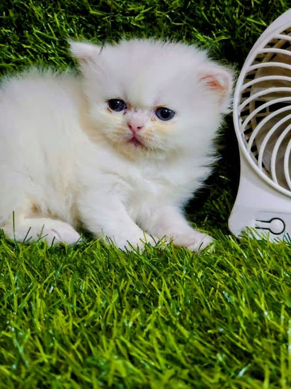 Persian male& female kittens avail triple coat 1