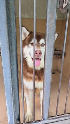 Alaskan malamute Husky stud