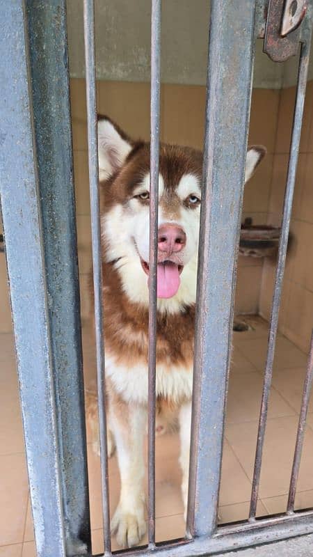 Alaskan malamute Husky stud 0