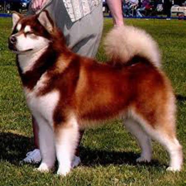 Alaskan malamute stud cross 0