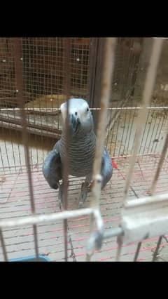 african grey parrot for sale