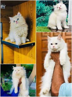 Persian Punch face triple coat cat Kitten