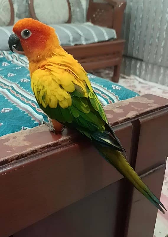 Sunconor red fector fully trand family bird 0