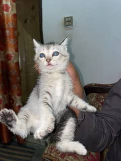 Maltes Atalian Cat/Cute Cat /Kitten/Kitten For Sale/Cate For Sale