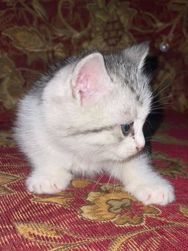 Maltese Italian Breed Female Cat 2