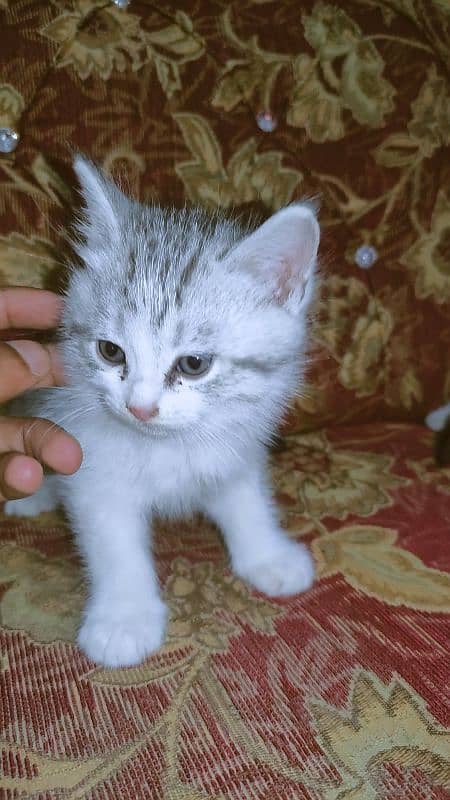 Maltese Italian Breed Female Cat 3