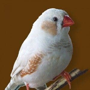 urgent finch motations for sale 0