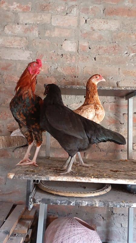 sindhi Crose ak pair ha Or Ak Thai cros ki Female ha 6