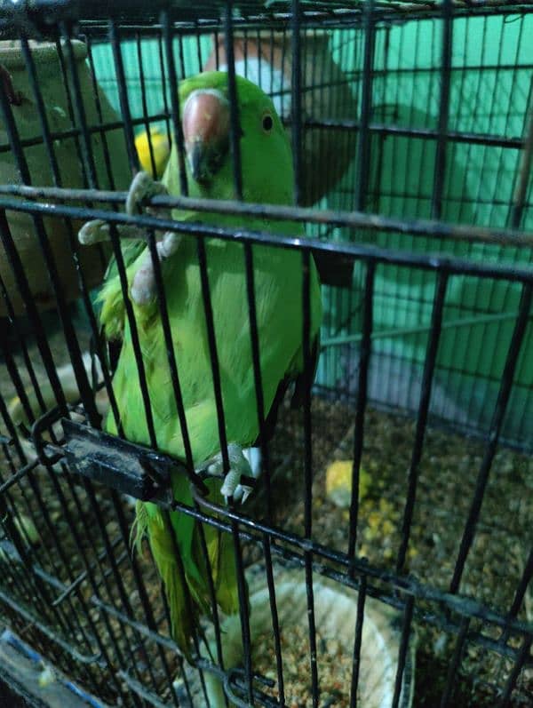 Green ringnick breeder female 0