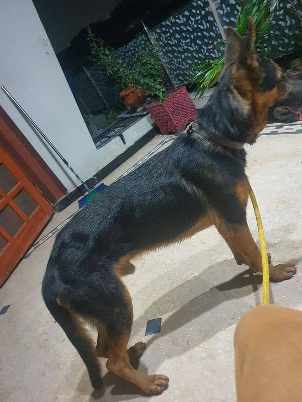 German sheperd 1 year old. . 3