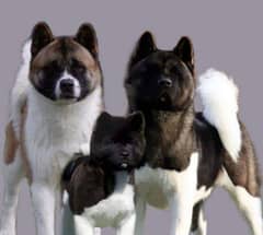 American Akita Male's Available only for Stud