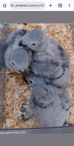 Grey parrot babies for sale