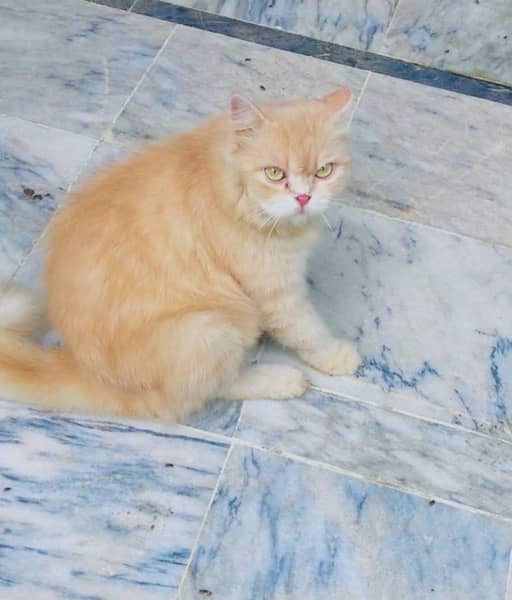 female cat persian punch pase long coat 2