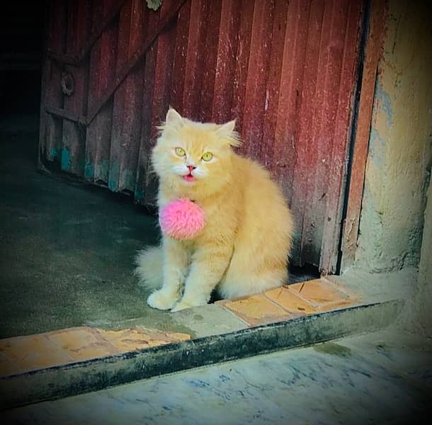 female cat persian punch pase long coat 3