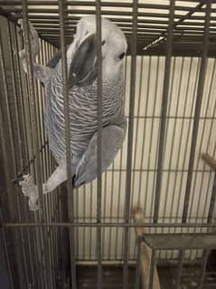 african gray parrot