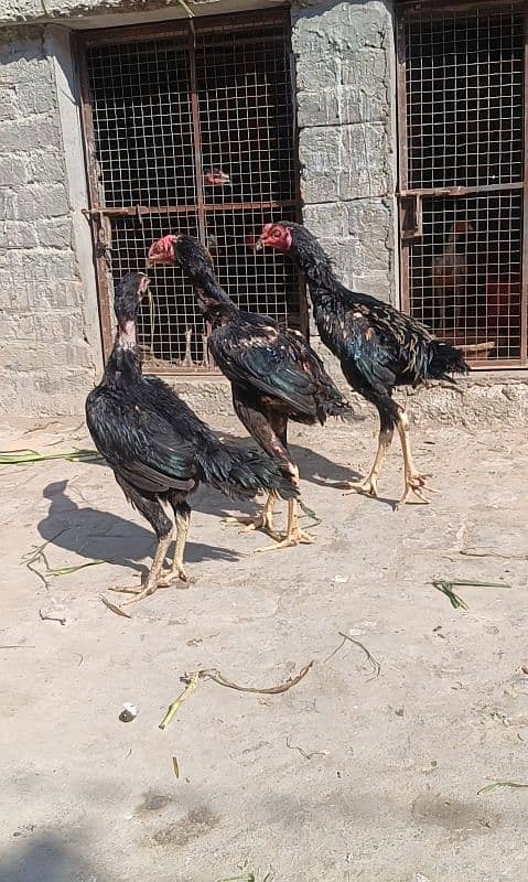 White O Shamo /Aseel pathy /king size/ shamo chicks/high Quality shamo 15