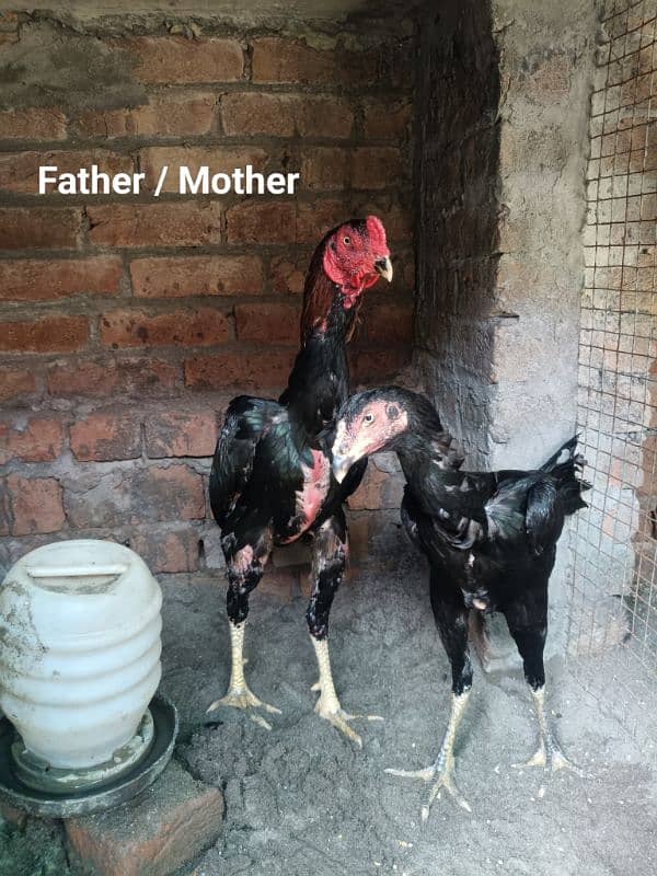 White O Shamo /Aseel pathy /king size/ shamo chicks/high Quality shamo 2