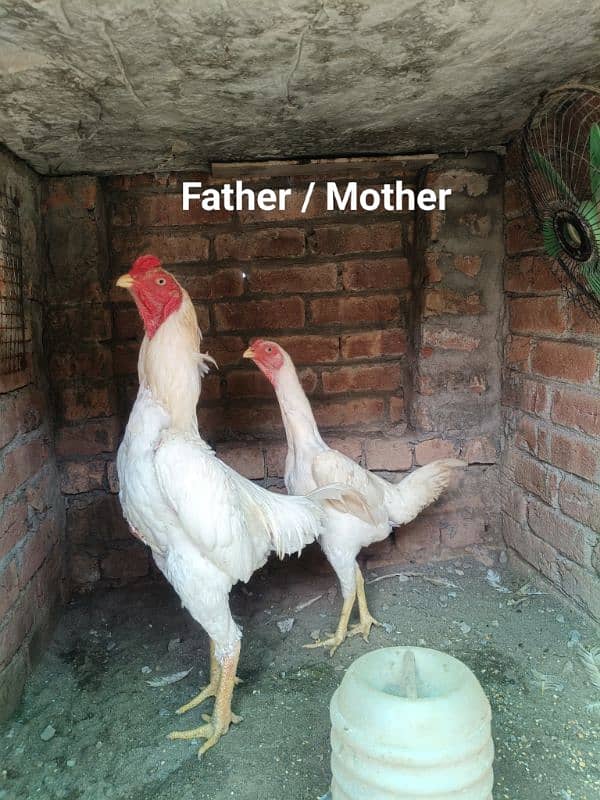 White O Shamo /Aseel pathy /king size/ shamo chicks/high Quality shamo 0