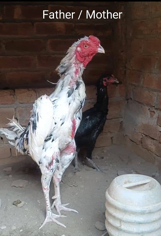 White O Shamo /Aseel pathy /king size/ shamo chicks/high Quality shamo 1