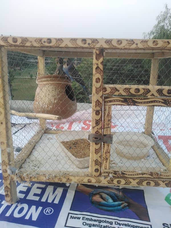 breeder pair with cage for sale munasab lgao aur le jao 2