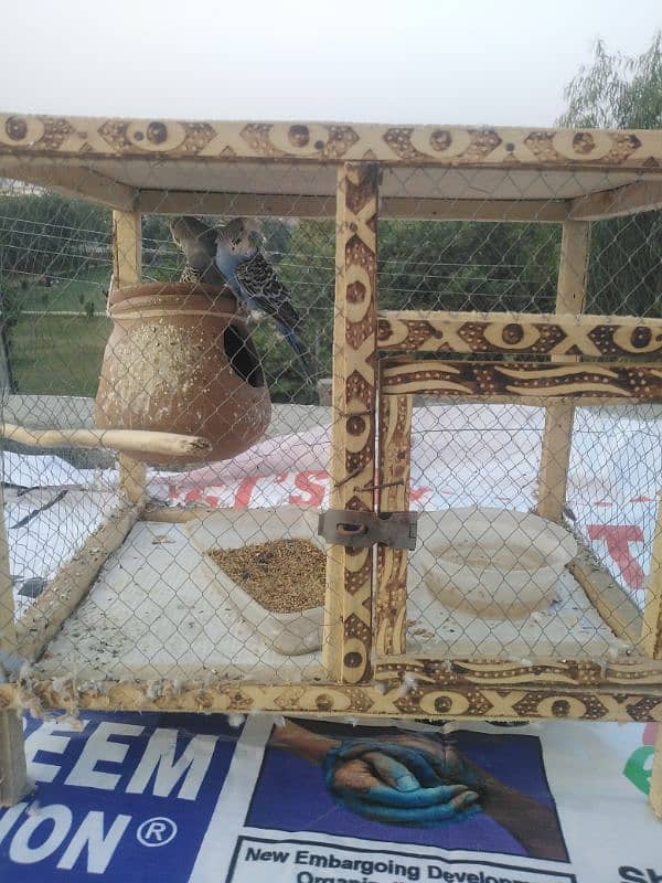 breeder pair with cage for sale munasab lgao aur le jao 3