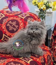 Persian Kittens |Smoky Grey/White|Triple Coated|Punch face