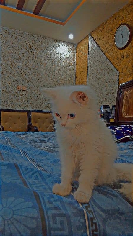 odd eyes doll face persian cat 1