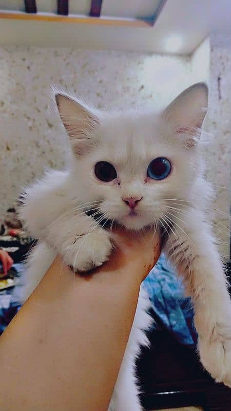 odd eyes doll face persian cat 3