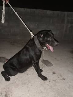 Lebrador dog female