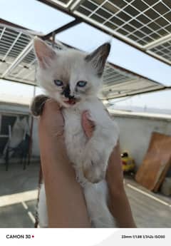 Siamese female kitten